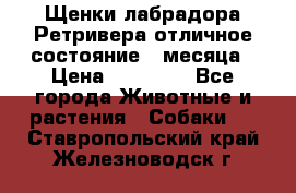 Щенки лабрадора Ретривера отличное состояние 2 месяца › Цена ­ 30 000 - Все города Животные и растения » Собаки   . Ставропольский край,Железноводск г.